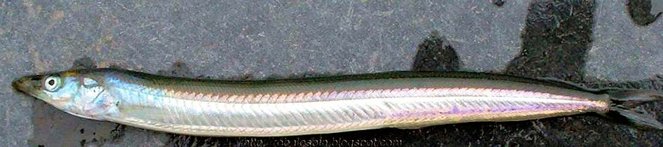 Gymnammodytes cicerellus_03.jpg